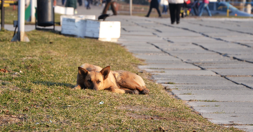 Tvaryny 1